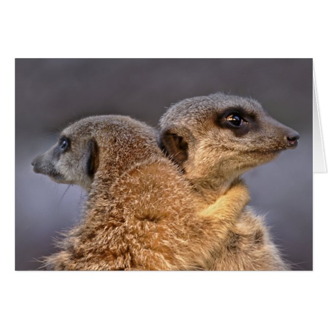 Cartão peluches de Kats (Frente Horizontal)