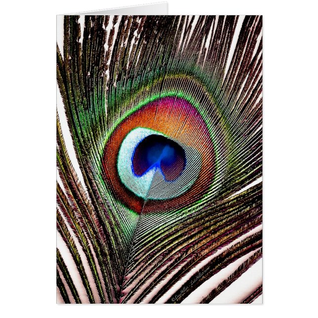 Cartão Pena Colorida de Peacock de Cobre (Frente)