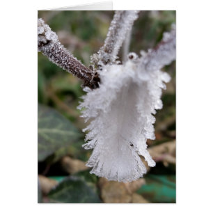 Cartão pena congelada