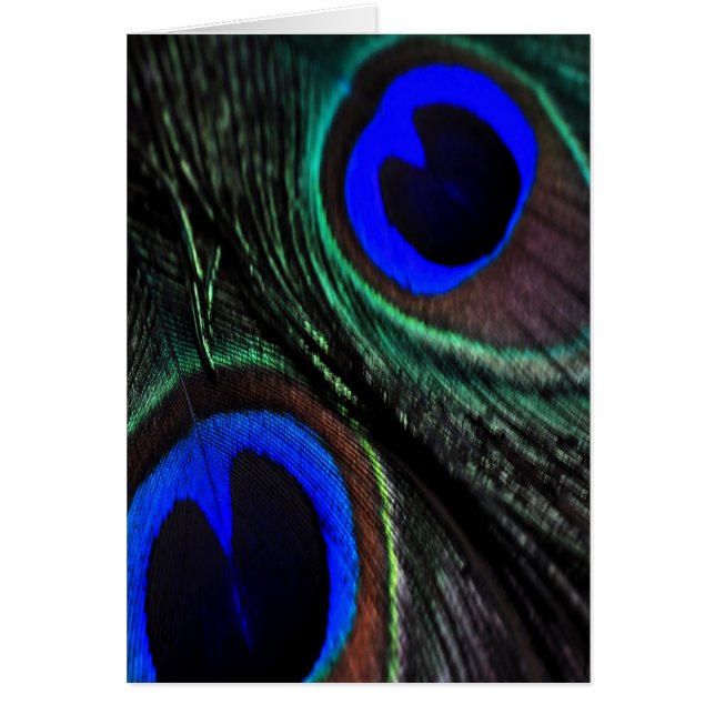 Cartão Pena de Peacock (Frente)