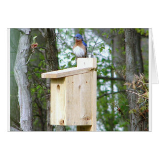 Cartão Penas com pássaros azuis