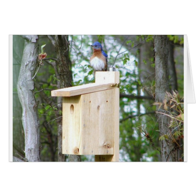 Cartão Penas com pássaros azuis (Frente horizontal)