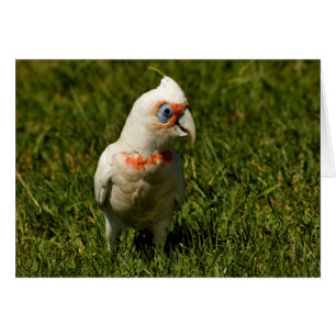 Cartão Penas de pássaro do bico de Corella que voam o