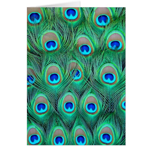 Cartão Penas de Peacock (Frente)