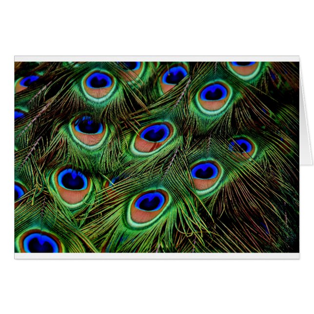 Cartão Penas de Peacock (Frente Horizontal)