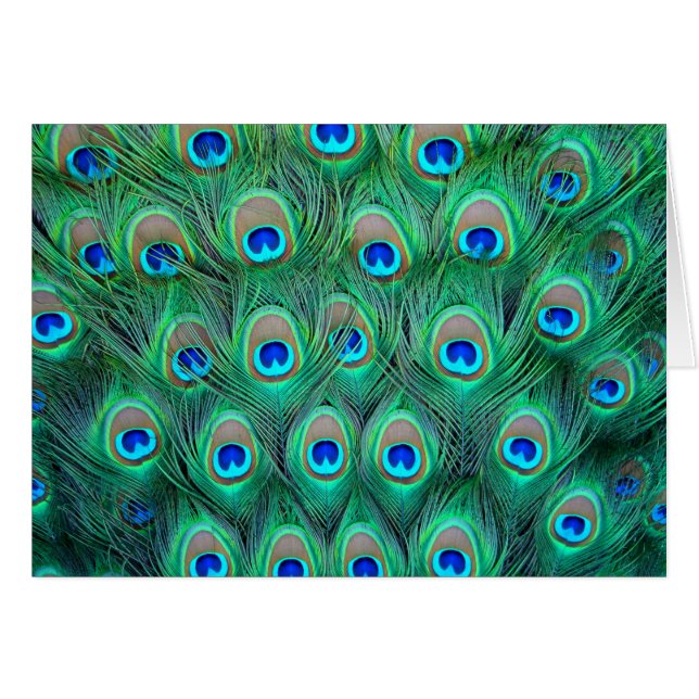 Cartão Penas de Peacock (Frente Horizontal)