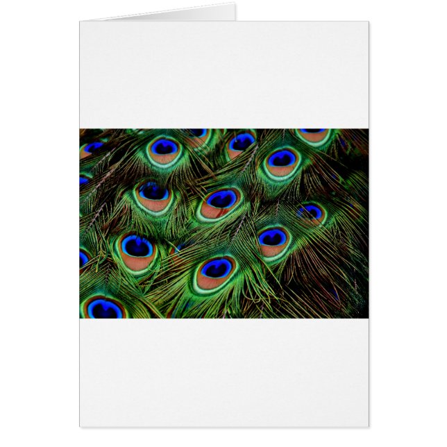 Cartão Penas de Peacock (Frente)
