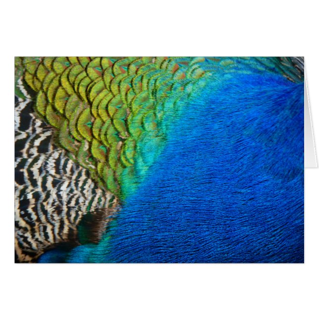 Cartão Penas de Peacock IV Abstrato (Frente horizontal)