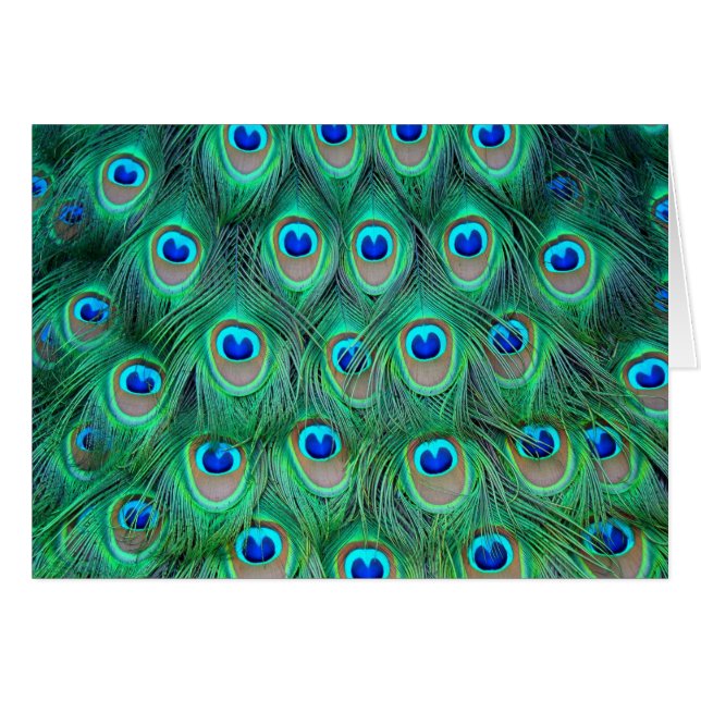 Cartão Penas de Peacock Vibrantes (Frente Horizontal)
