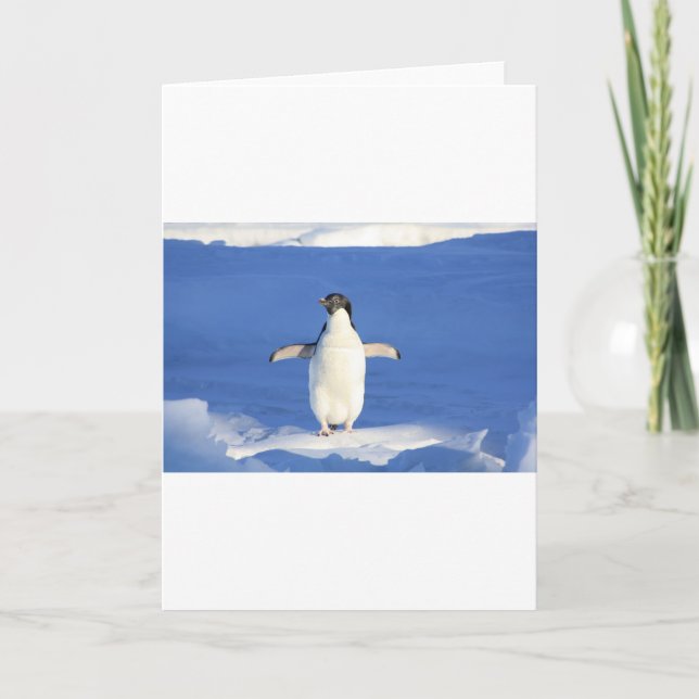 Cartão Penguin Bird Feathers Black White Personalize Name (Frente)