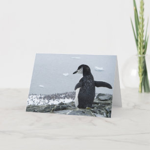 Cartão Penguinzilla