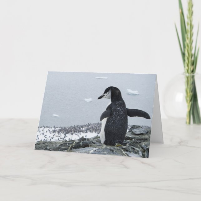 Cartão Penguinzilla (Frente)