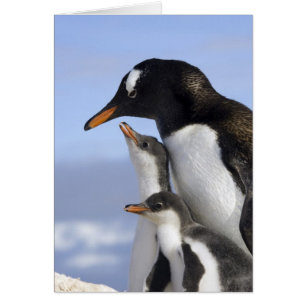 Cartão Península Antártica, Neko Harbour, Pinguim-gentoo