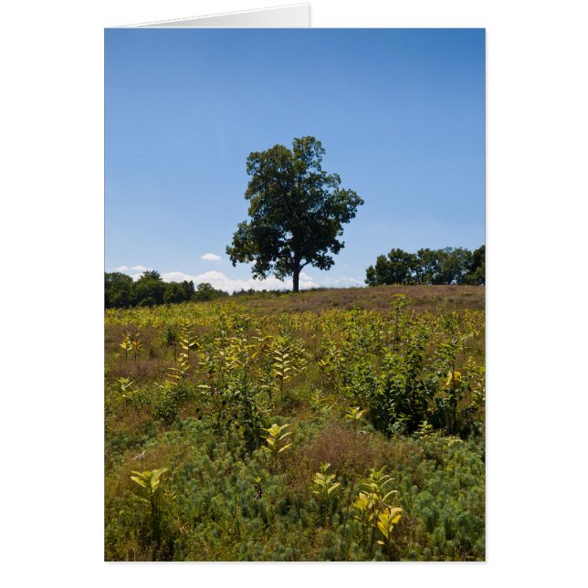 Cartão Península do rio de Shagbark Hicória-Charles (Frente)