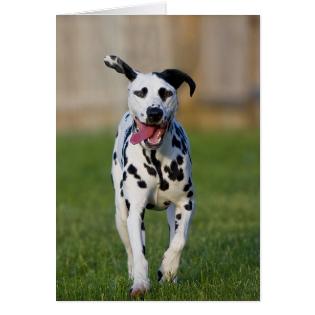 Cartão Penny (Frente)