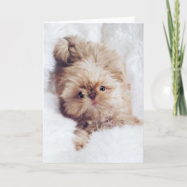 Cartão Penny orange liver Shih Tzu greeting birthday card