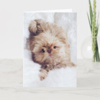 Penny orange liver Shih Tzu greeting birthday card