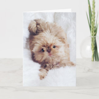 Cartão Penny orange liver Shih Tzu greeting birthday card