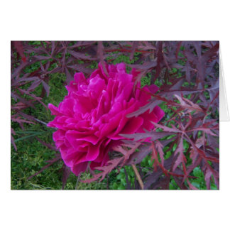 Cartão Penônio rosa