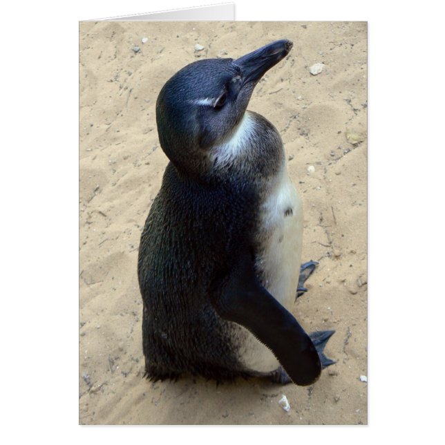 Cartão Penquim branco (Frente)