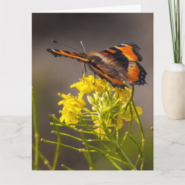 Cartão Pensando em você, a borboleta Tortoisesinferno de  (Frente)