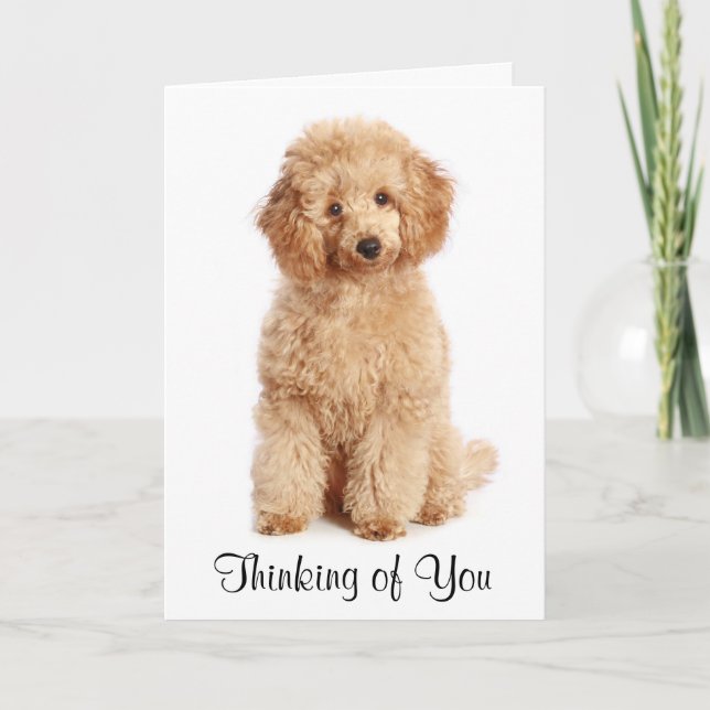 Cartão Pensando em você Apricot Poodle Puppy Dog Card (Frente)