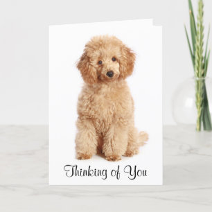 Cartão Pensando em você Apricot Poodle Puppy Dog Card