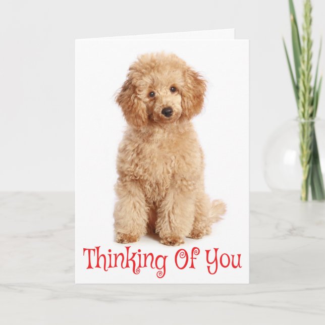 Cartão Pensando em você Apricot Poodle Puppy Dog Card (Frente)