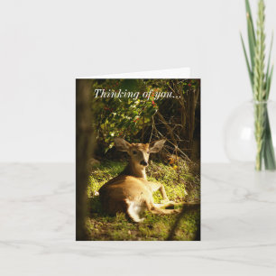 Cartão Pensando Em Você, Jovens Buck No Prado