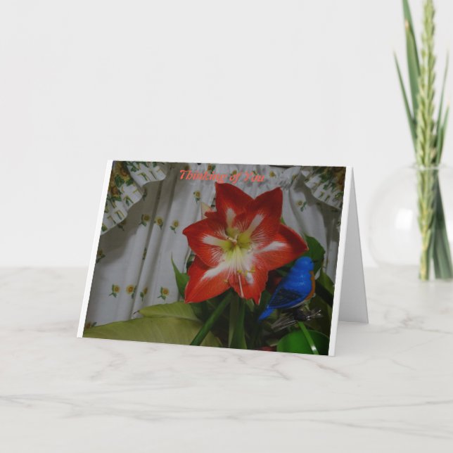 Cartão Pensando em você, Stargazer Amaryllis (Frente)