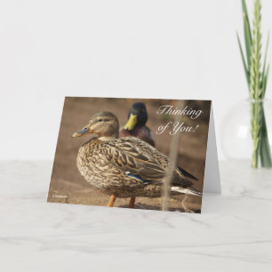 Cartão Pensando em vocês Patos