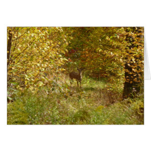 Cartão Pensilvânia Deer in Fall Nature