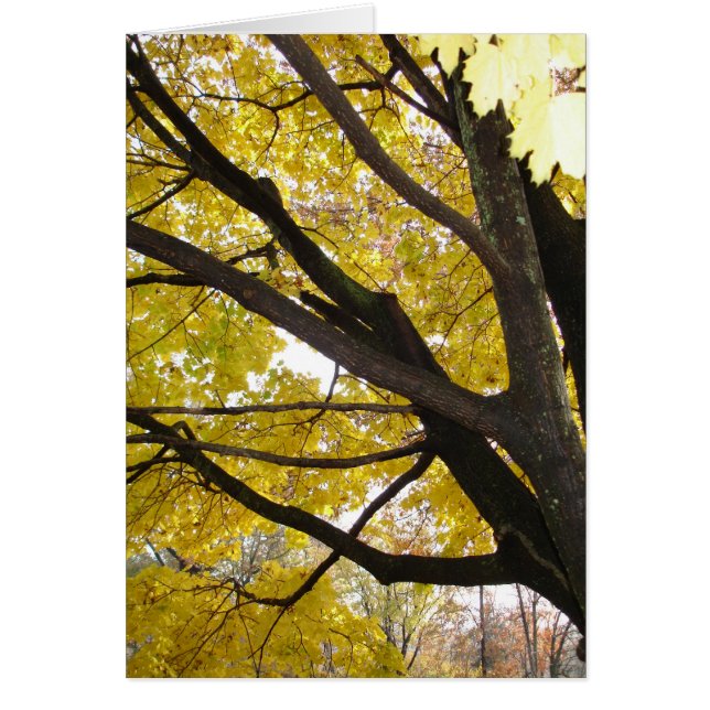 Cartão Pensilvânia Dourada (Frente)