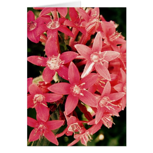 Cartão Pentas (Frente)