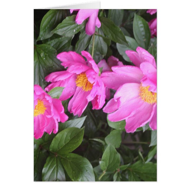 CARTÃO PEONAS (Frente)