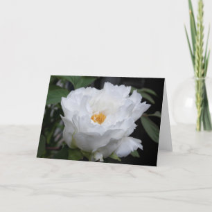 Cartão Peônia Branca com Amarelo no coração Foto Floral