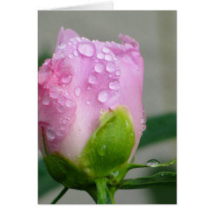 Cartão Peônia cor-de-rosa