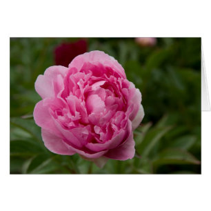Cartão Peônia cor-de-rosa Rosa Pfingstrose