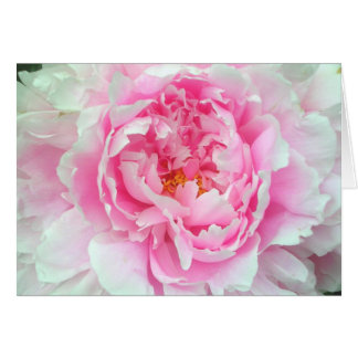 Cartão Peônia 'Sarah Bernhardt