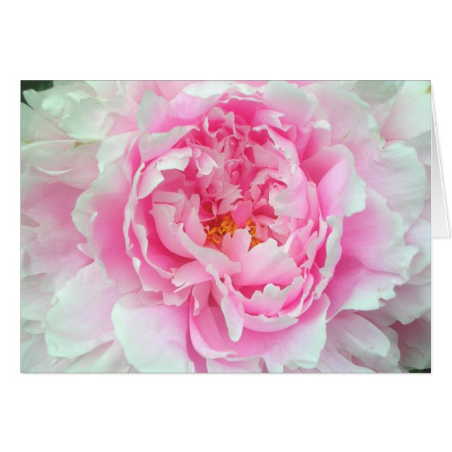 Cartão Peônia 'Sarah Bernhardt (Frente Horizontal)