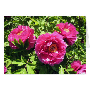 Cartão peônias cor-de-rosa