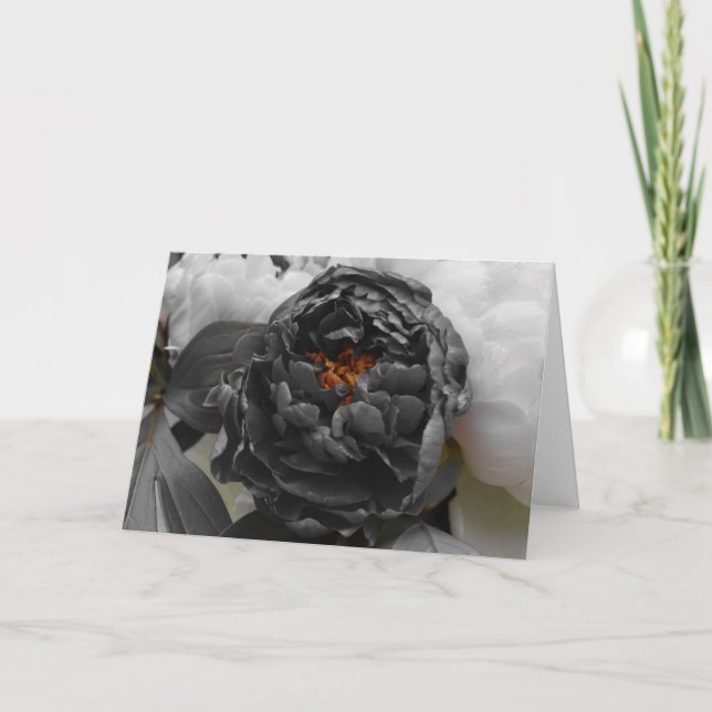 Cartão Peônias/Cor Isolada (Frente)