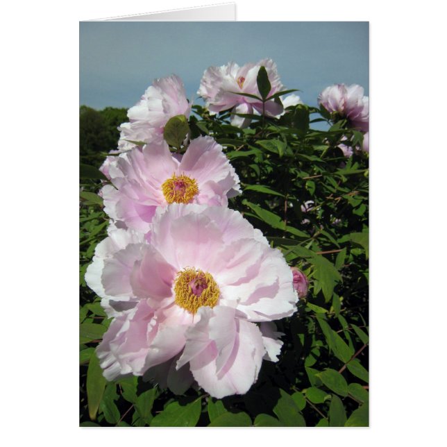 Cartão Peônias do rosa de bebê (Frente)