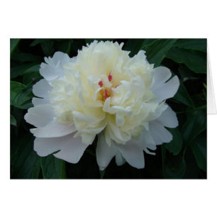 Cartão Peony