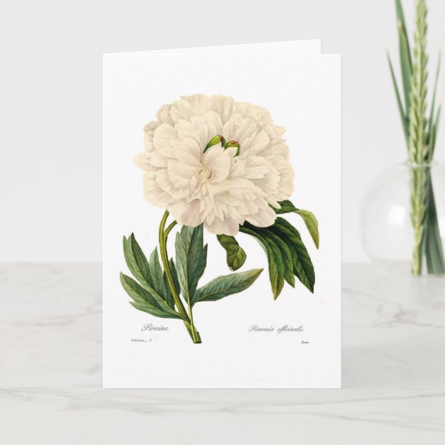 Cartão Peony (Frente)