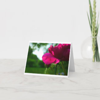 Cartão Peony Blank Notecard