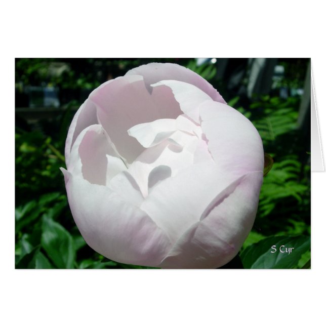 Cartão Peony Bubble Pop (Frente Horizontal)