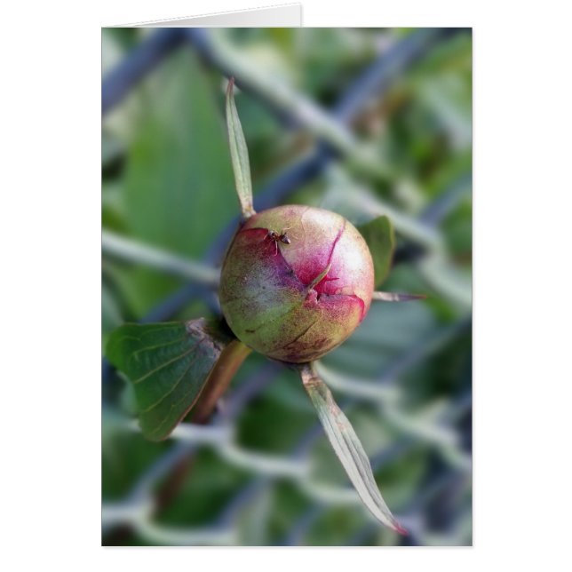 Cartão peony bud (Frente)