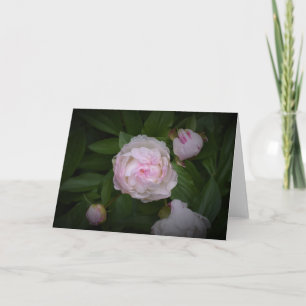 Cartão Peony, carta