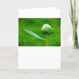 Cartão Peony, carta